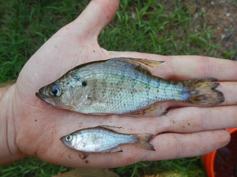 White crappie in San Augustine