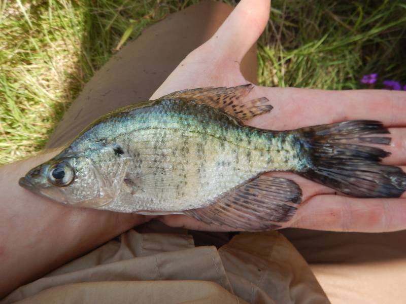 White crappie in Onalaska