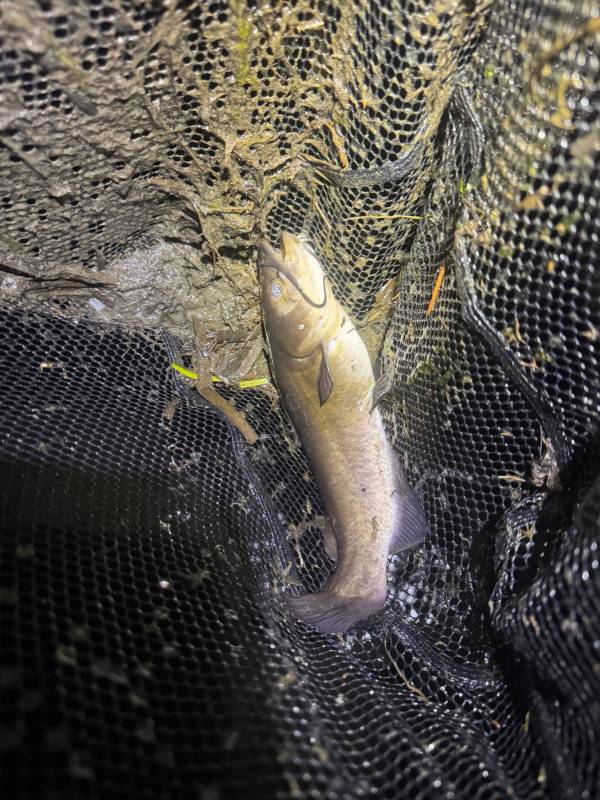 Brown bullhead in Village of Marathon