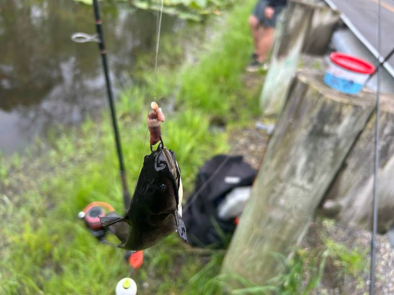 Brown bullhead in Rocky River