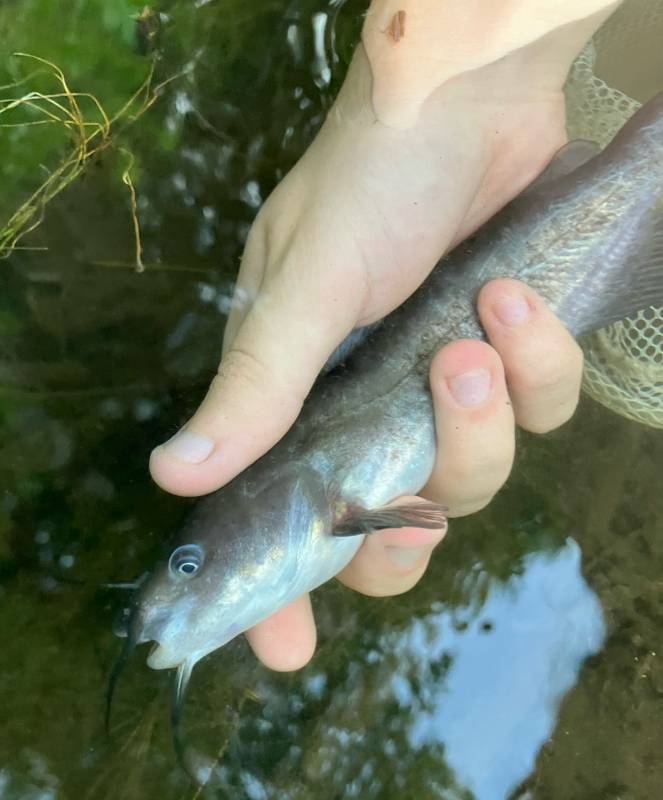 Brown bullhead in Center Harbor