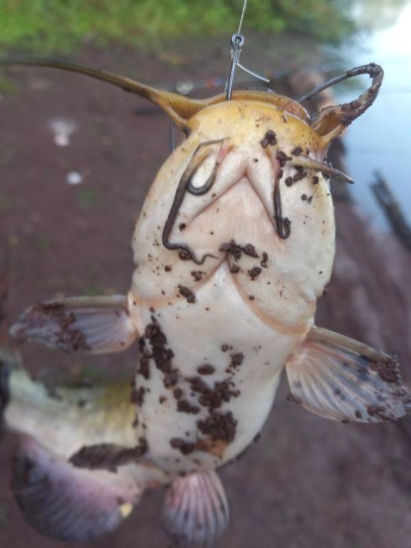 Brown bullhead in Boyertown