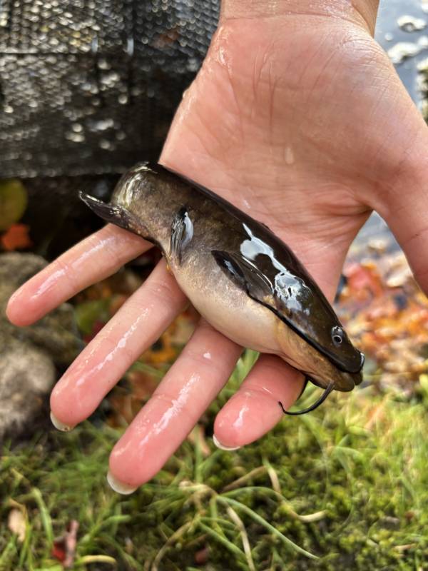 Brown bullhead in Tiverton