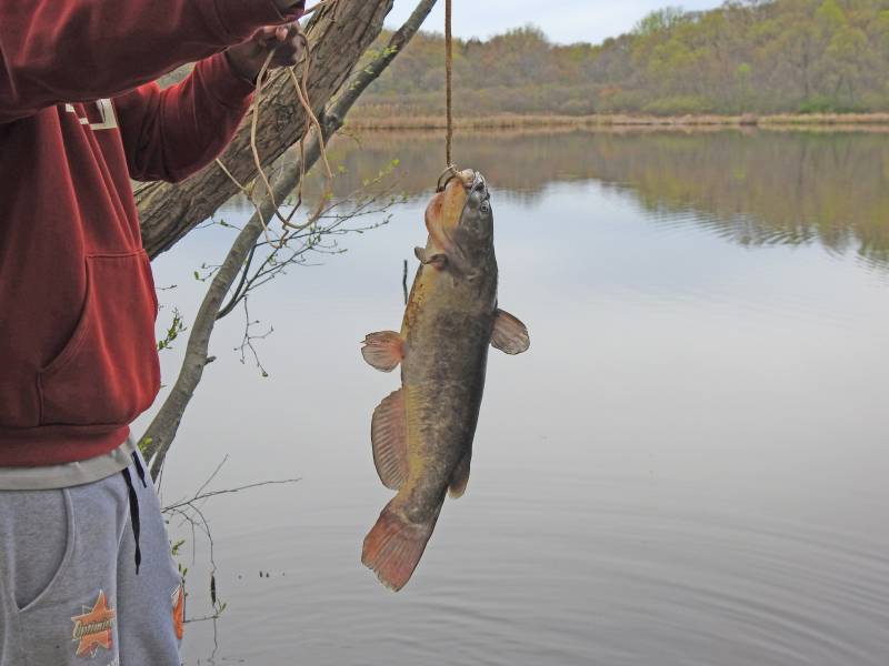 Brown bullhead in Rocky River