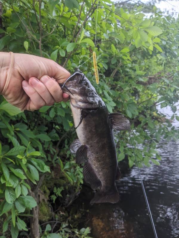 Brown bullhead in Cambridge