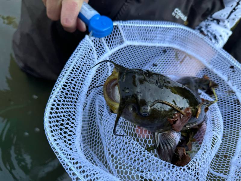 Brown bullhead in Fox Chapel