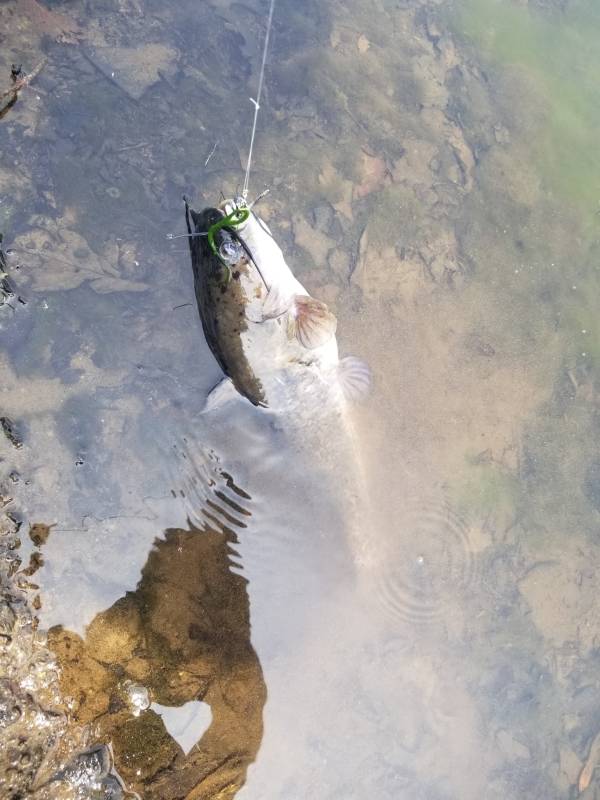 Brown bullhead in West Pittston