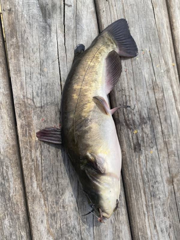 Brown bullhead in Smyrna