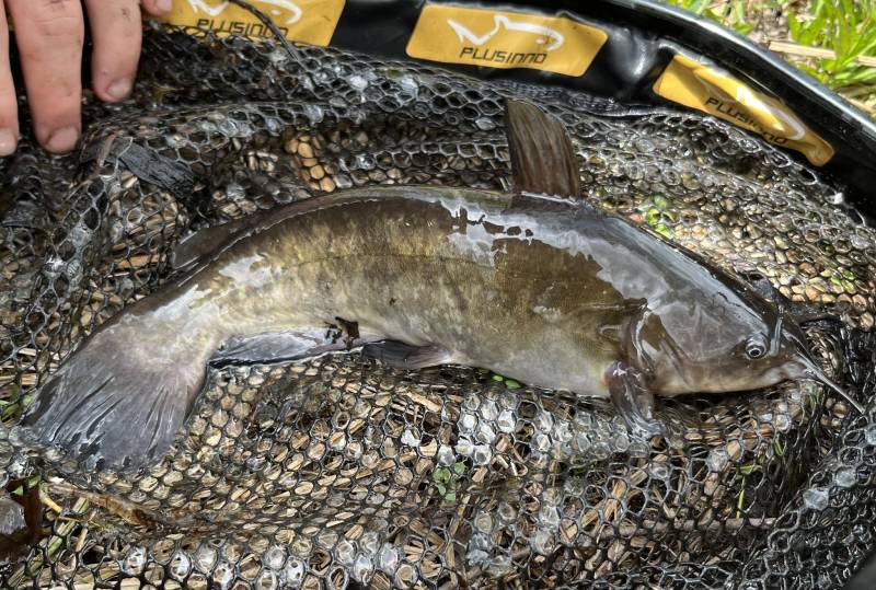 Brown bullhead in Belmar