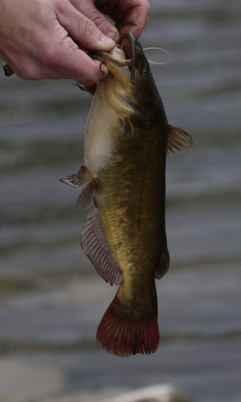 Brown bullhead in Midland