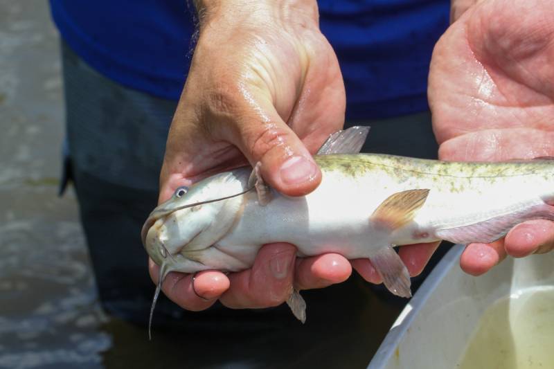 Brown bullhead in Bladensburg