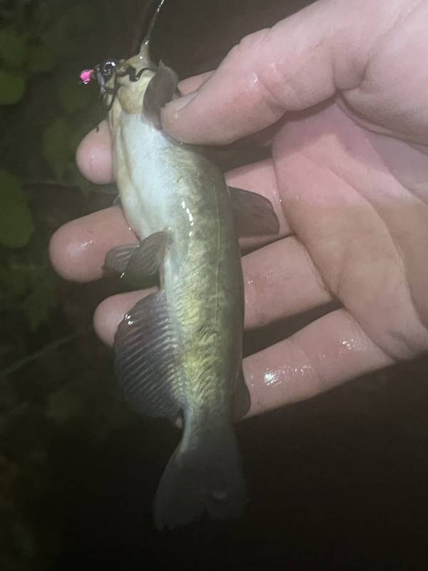 Brown bullhead in Helmetta