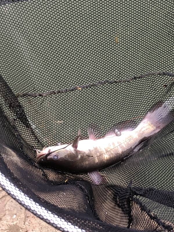 Brown bullhead in Charleroi