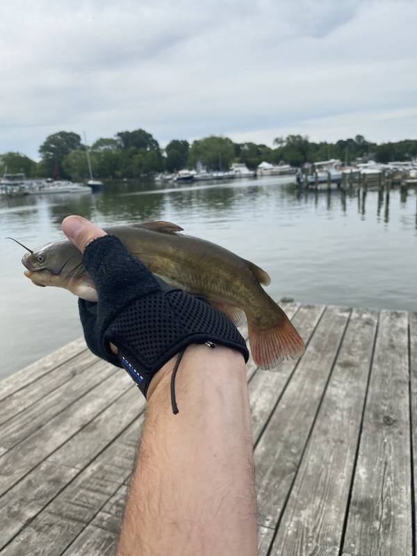 Brown bullhead in Bladensburg