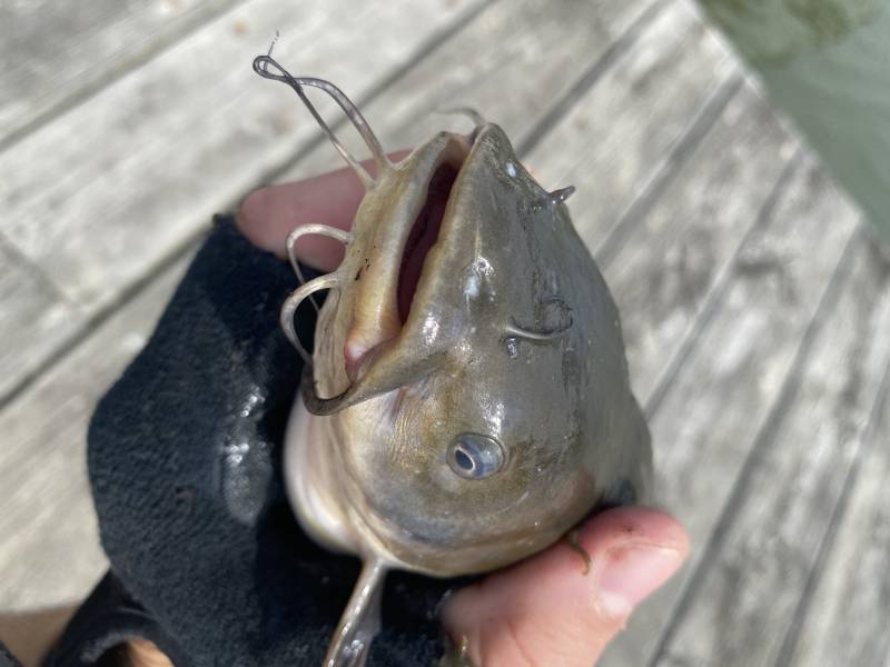 Brown bullhead in Bladensburg