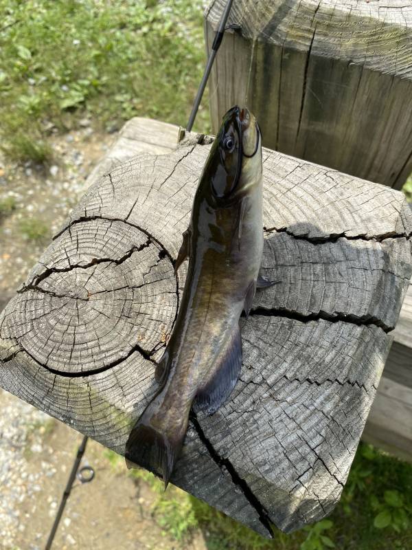 Brown bullhead in Spring City