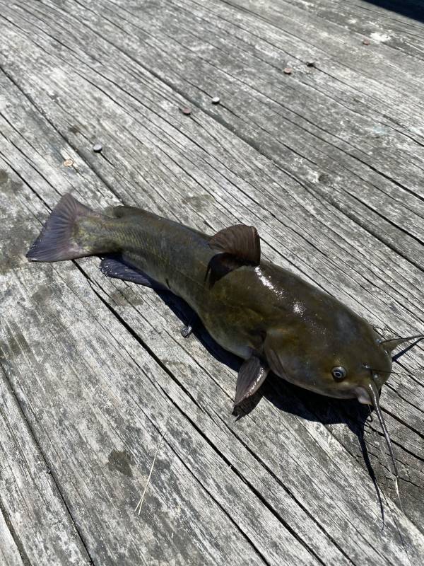 Brown bullhead in Smyrna