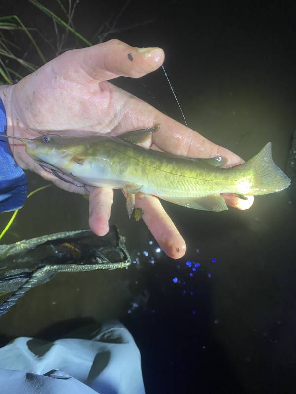 Brown bullhead in Petersburg