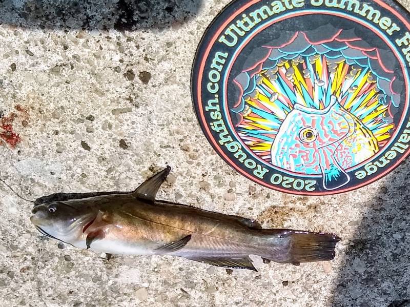 Brown bullhead in Tinley Park