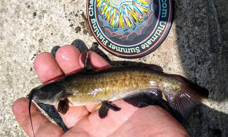 Brown bullhead in Orland Park