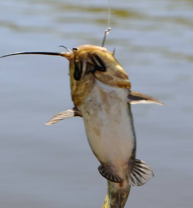Brown bullhead in Belmar