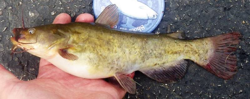 Brown bullhead in Orland Park