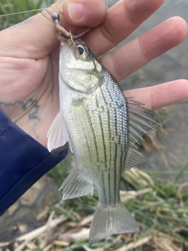Yellow bass in Iowa