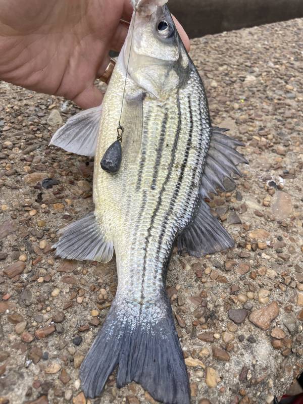 Yellow bass in Foreman