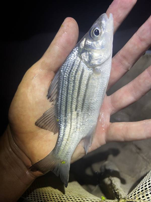 Yellow bass in Indiana