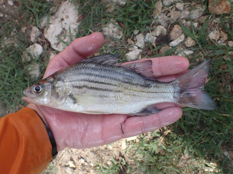 Yellow bass in The Woodlands