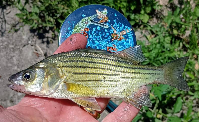 Yellow bass in Chicago