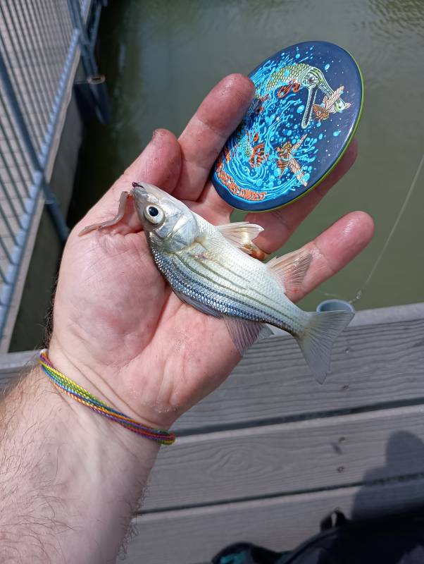 Yellow bass in Chicago