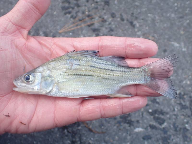 Yellow bass in The Woodlands