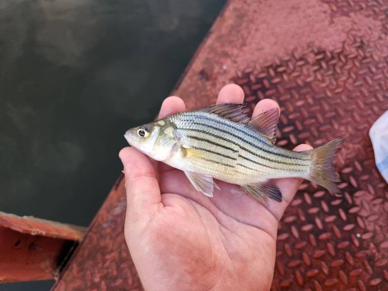 Yellow bass in Camden