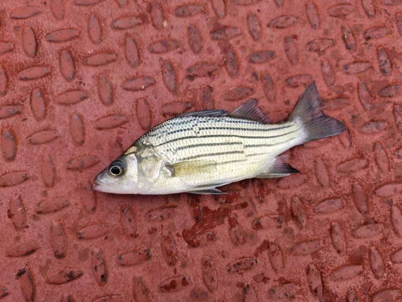 Yellow bass in Camden