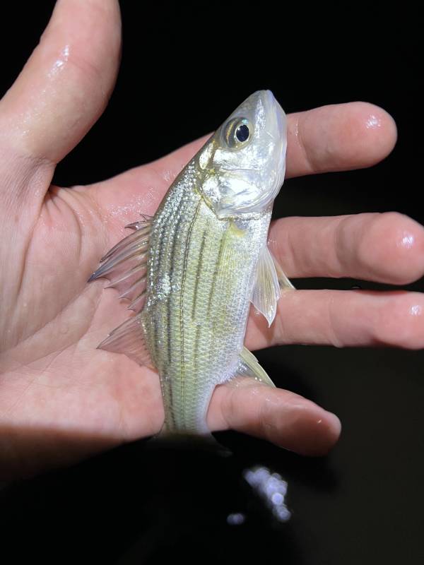 Yellow bass in Erin