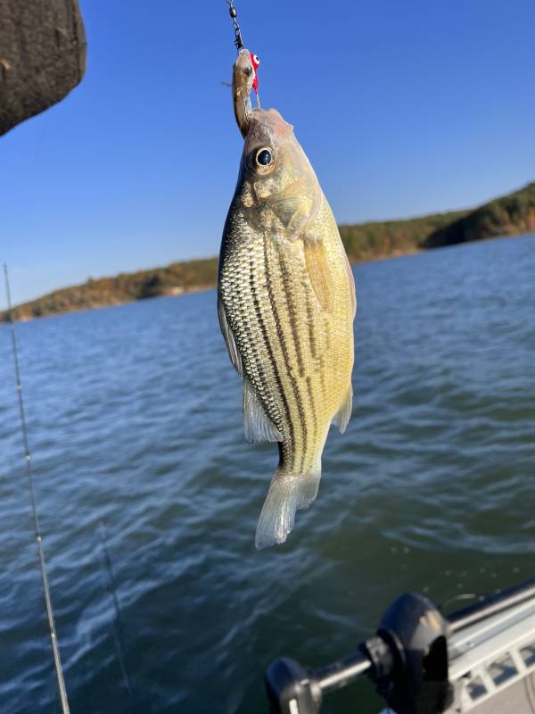 Yellow bass in Tennessee River