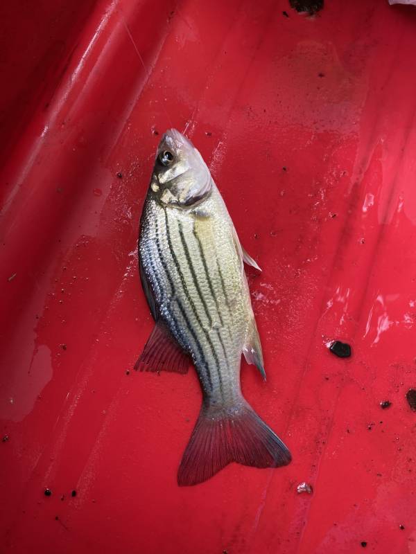 Yellow bass in Gallatin