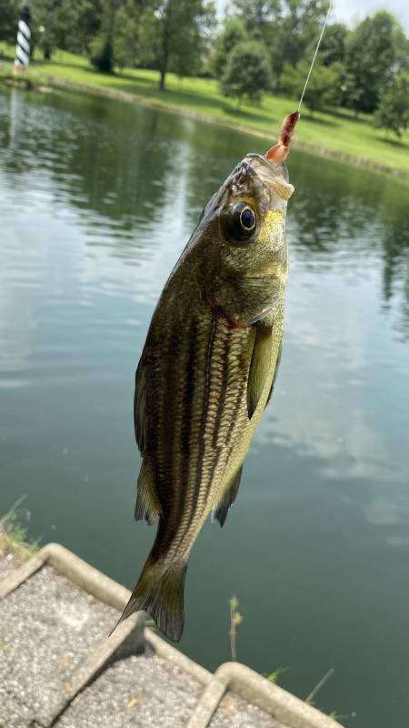 Yellow bass in Kirkwood