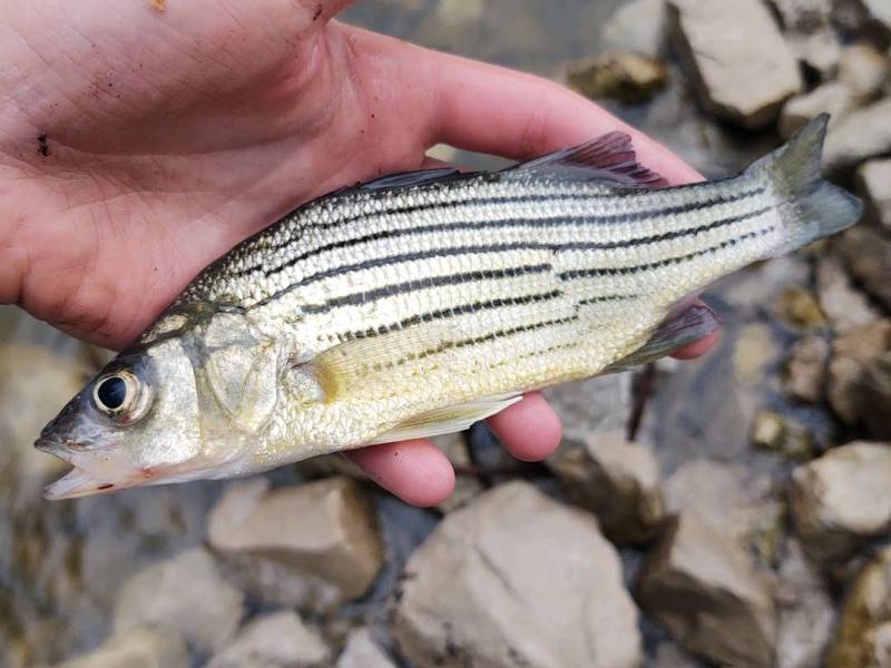 Yellow bass in Bloomington