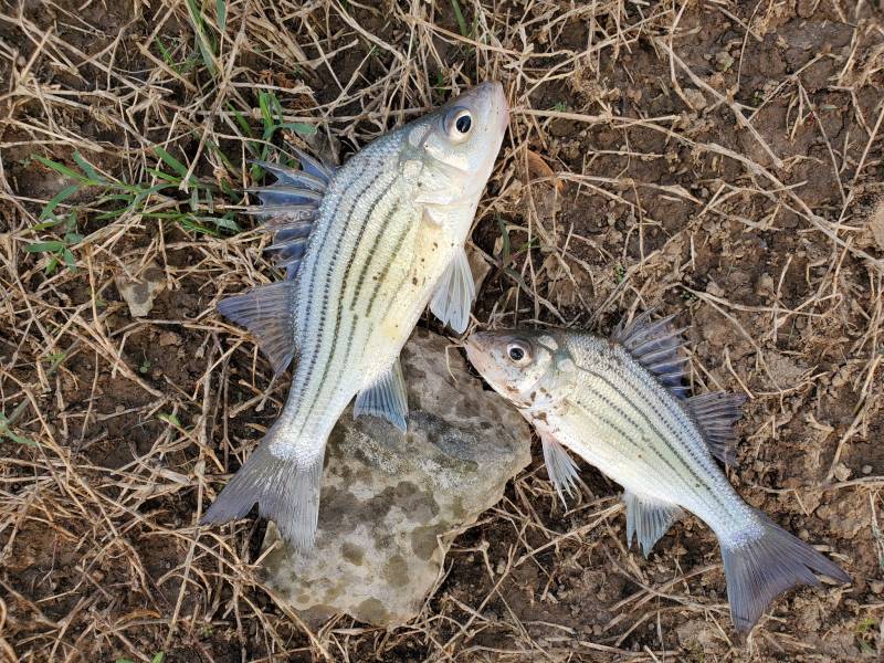 Yellow bass in Tennessee
