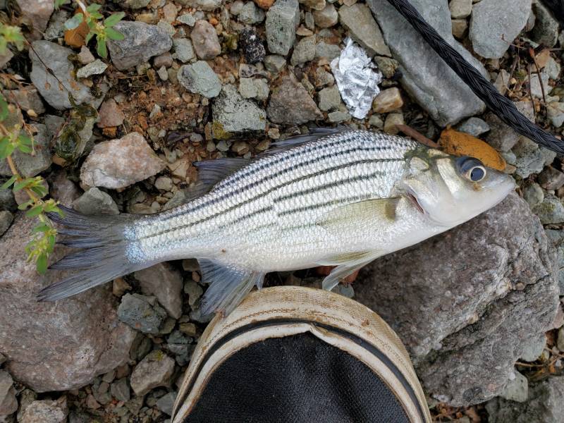Yellow bass in Camden