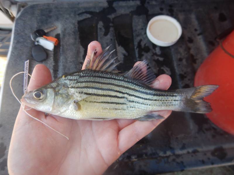 Yellow bass in Easton
