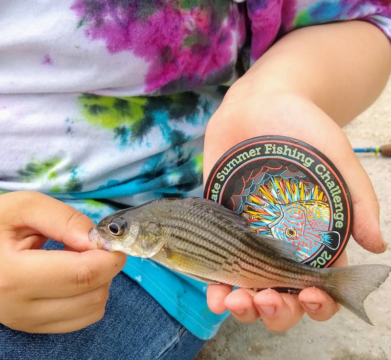 Yellow bass in Chicago