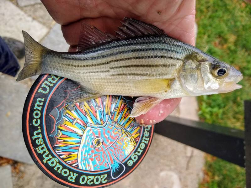 Yellow bass in Chicago