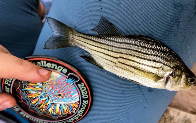 Yellow bass in Chicago