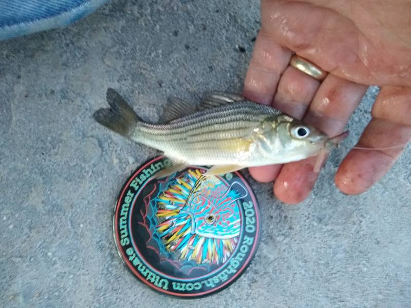 Yellow bass in Chicago