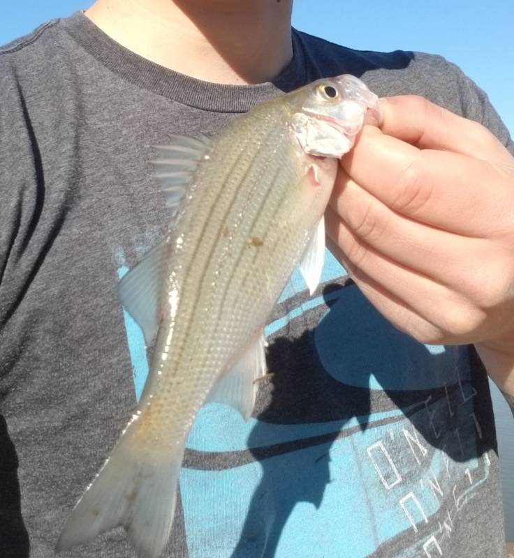 Yellow bass in Tennessee
