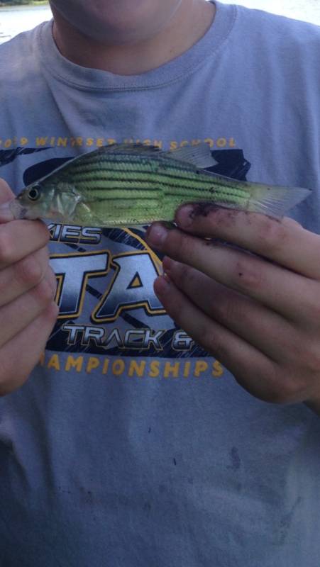 Yellow bass in Norwalk
