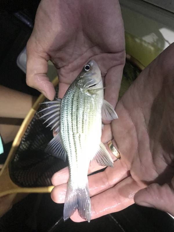 Yellow bass in Madisonville